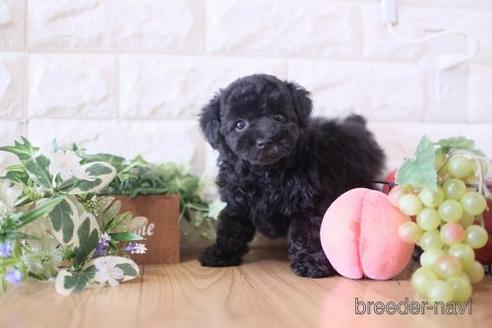 成約済の滋賀県のトイプードル-172848