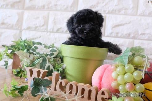 成約済の滋賀県のトイプードル-172848の7枚目