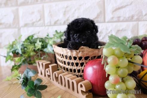 成約済の滋賀県のトイプードル-172848の3枚目