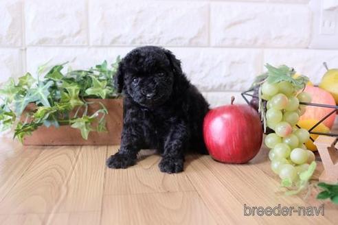 成約済の滋賀県のトイプードル-172848の2枚目