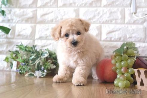 成約済の滋賀県のトイプードル-172850の1枚目