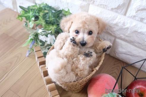 成約済の滋賀県のトイプードル-172850の7枚目