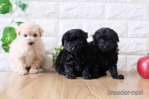 成約済の滋賀県のトイプードル-172850の4枚目