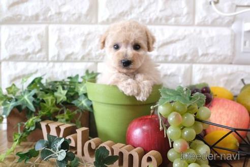 成約済の滋賀県のトイプードル-172850の3枚目