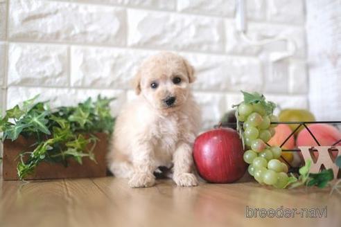 成約済の滋賀県のトイプードル-172850の2枚目