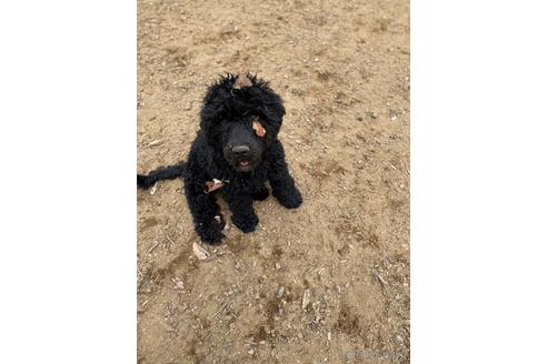 成約済の東京都のその他の犬種-166928の7枚目