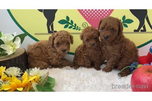 成約済の栃木県のトイプードル-174483の1枚目