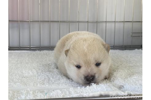 成約済の岡山県の豆柴-172959の1枚目