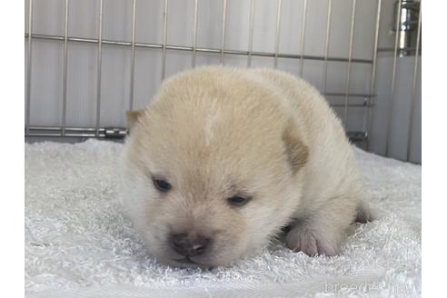 成約済の岡山県の豆柴-172959の5枚目