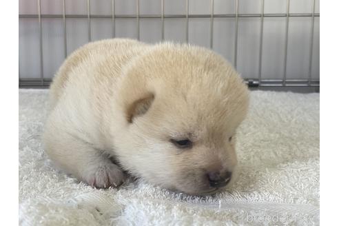 成約済の岡山県の豆柴-172959の4枚目