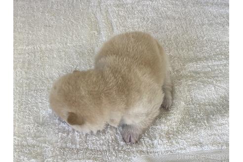 成約済の岡山県の豆柴-172959の3枚目