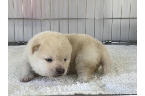 成約済の岡山県の豆柴-172959の2枚目