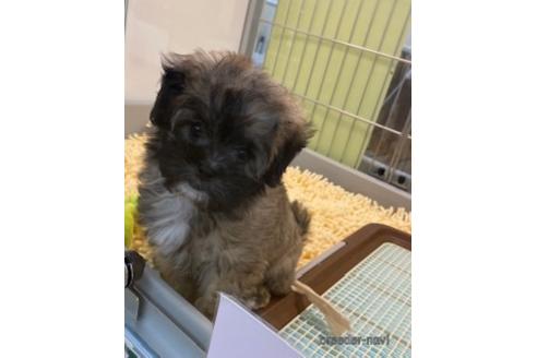 成約済の北海道のミックス犬-173673の12枚目