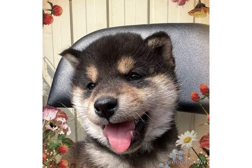 成約済の愛知県の柴犬-174515の2枚目