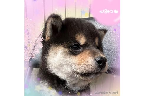 成約済の愛知県の柴犬-174515の3枚目