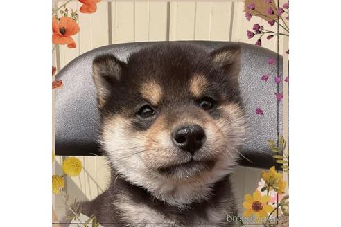 成約済の愛知県の柴犬-174515の1枚目