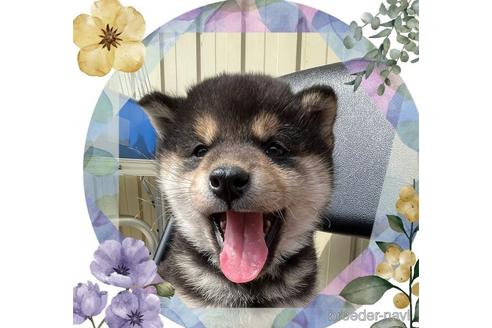 成約済の愛知県の柴犬-174515の4枚目