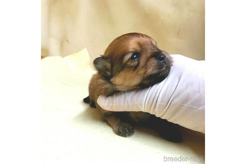成約済の茨城県のポメラニアン-174519の25枚目