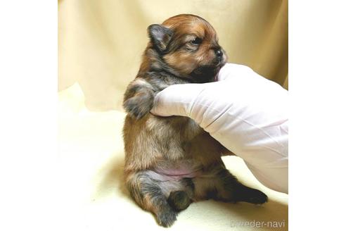 成約済の茨城県のポメラニアン-174519の22枚目