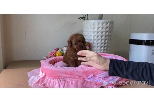 成約済の大阪府のトイプードル-174533の1枚目