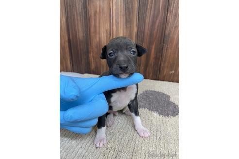 成約済の愛知県のイタリアングレーハウンド(イタグレ)-174561