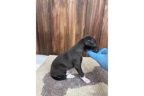 成約済の愛知県のイタリアングレーハウンド(イタグレ)-174561の2枚目