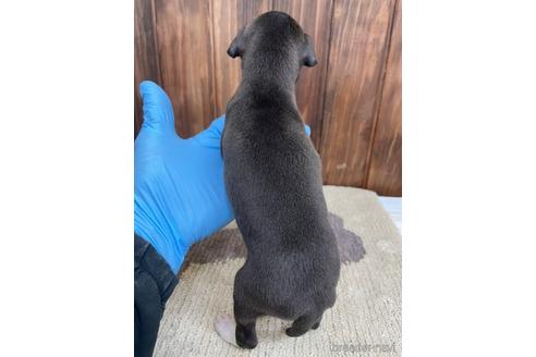 成約済の愛知県のイタリアングレーハウンド(イタグレ)-174561の3枚目