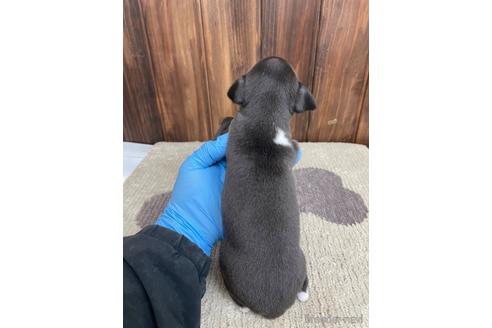 成約済の愛知県のイタリアングレーハウンド(イタグレ)-174563の2枚目