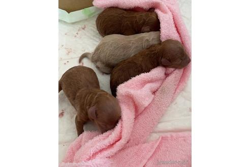 成約済の福岡県のトイプードル-174583の3枚目