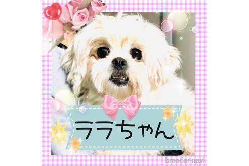 成約済の秋田県のミックス犬-174596の1枚目