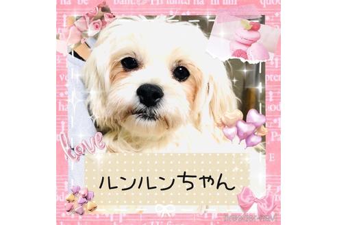 成約済の秋田県のミックス犬-174598