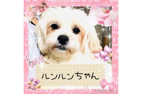 成約済の秋田県のミックス犬-174598の1枚目