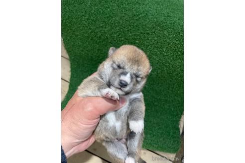 成約済の広島県の柴犬-174602の6枚目