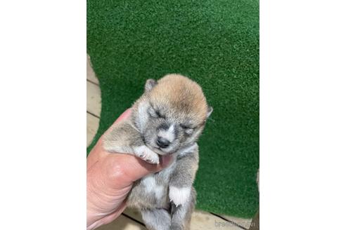 成約済の広島県の柴犬-174602の7枚目