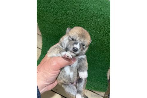 成約済の広島県の柴犬-174602の8枚目