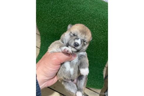 成約済の広島県の柴犬-174602の5枚目