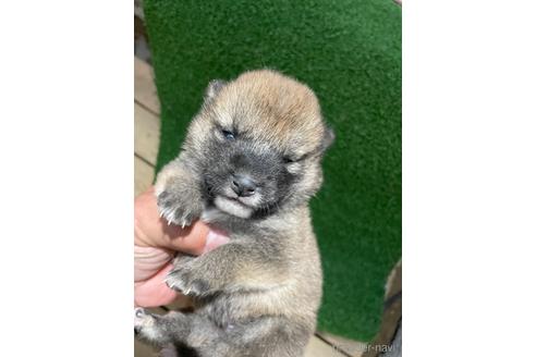 成約済の広島県の柴犬-174603の1枚目