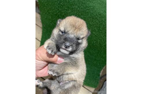 成約済の広島県の柴犬-174603の2枚目