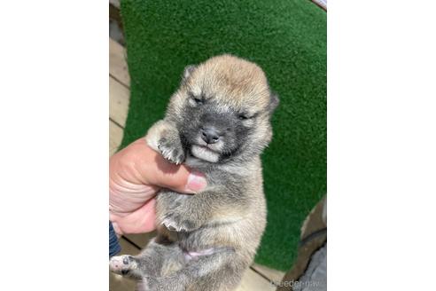 成約済の広島県の柴犬-174603の4枚目