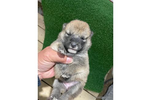 成約済の広島県の柴犬-174603の5枚目