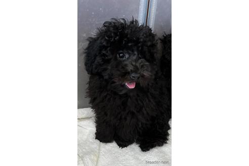 成約済の埼玉県のトイプードル-162544の1枚目