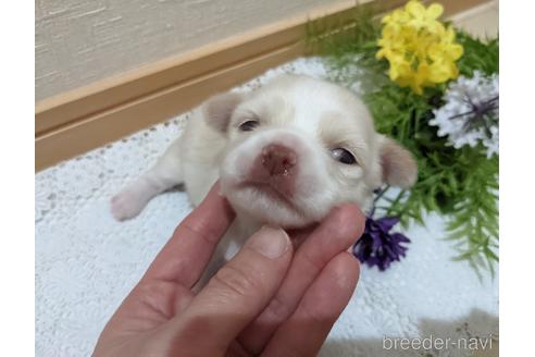 成約済の広島県のチワワ(ロングコート)-174609の61枚目