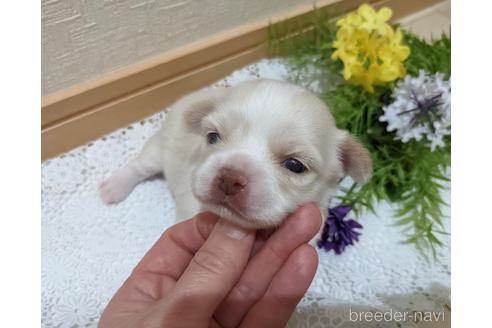 成約済の広島県のチワワ(ロングコート)-174609の60枚目