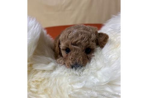 成約済の茨城県のタイニープードル-174610の4枚目