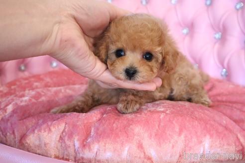 成約済の茨城県のタイニープードル-174640の21枚目