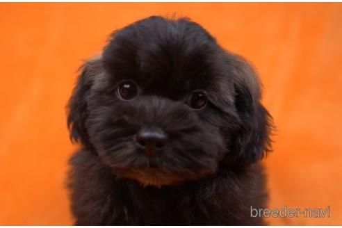成約済の千葉県のミックス犬-174650の1枚目