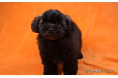 成約済の千葉県のミックス犬-174650の2枚目