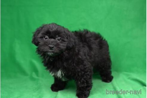 成約済の千葉県のミックス犬-174652の1枚目
