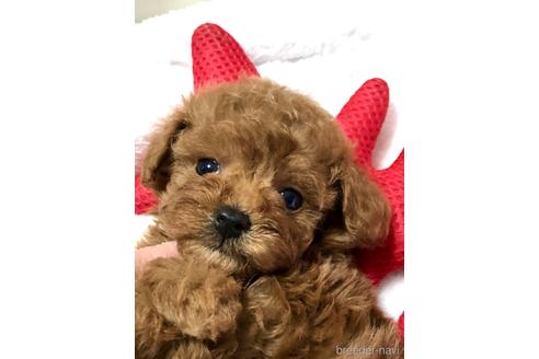 成約済の静岡県のトイプードル-174669の2枚目