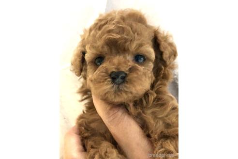 成約済の静岡県のトイプードル-174670の1枚目